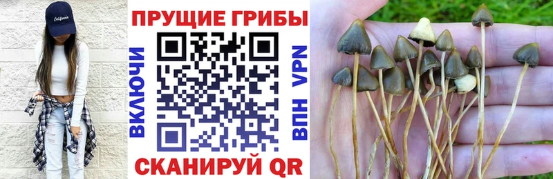 Псилоцибиновые грибы Psilocybe  купить наркотики цена  Хадыженск 